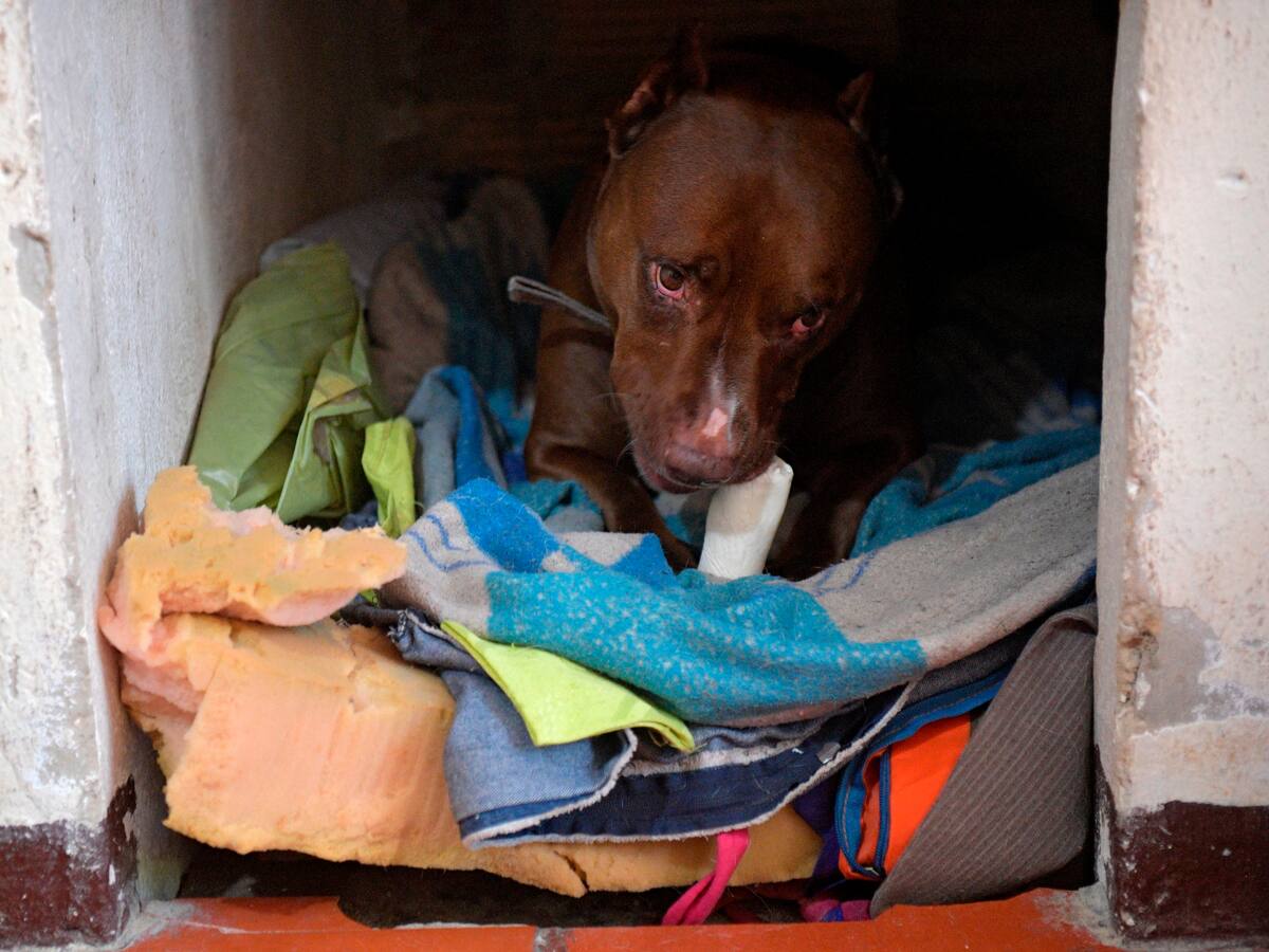 ¿Cómo salvar a los animales ante la posible erupción del Volcán Nevado del Ruiz?