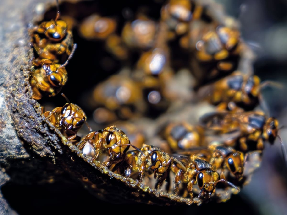 Descubren nuevas especies de abejas silvestres en el Huila