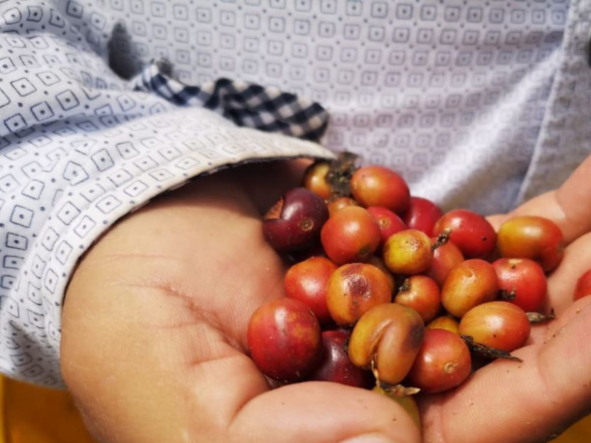 Quindío departamento con mayor nivel de roya en los cafetales