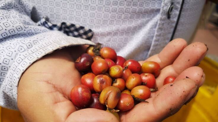 Quindío departamento con mayor nivel de roya en los cafetales