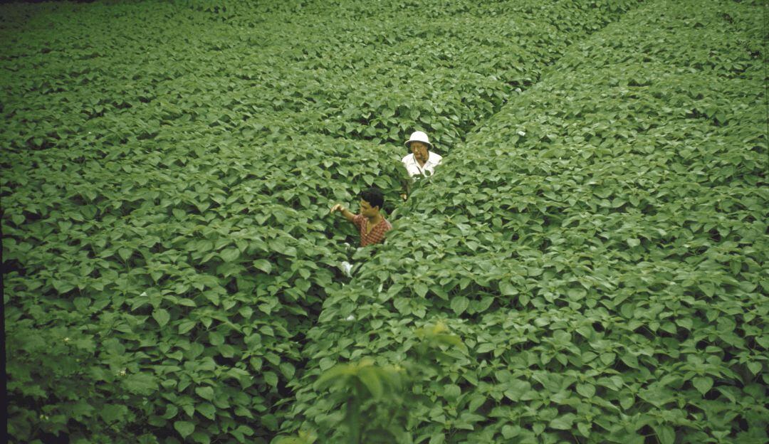 Imagen de referencia