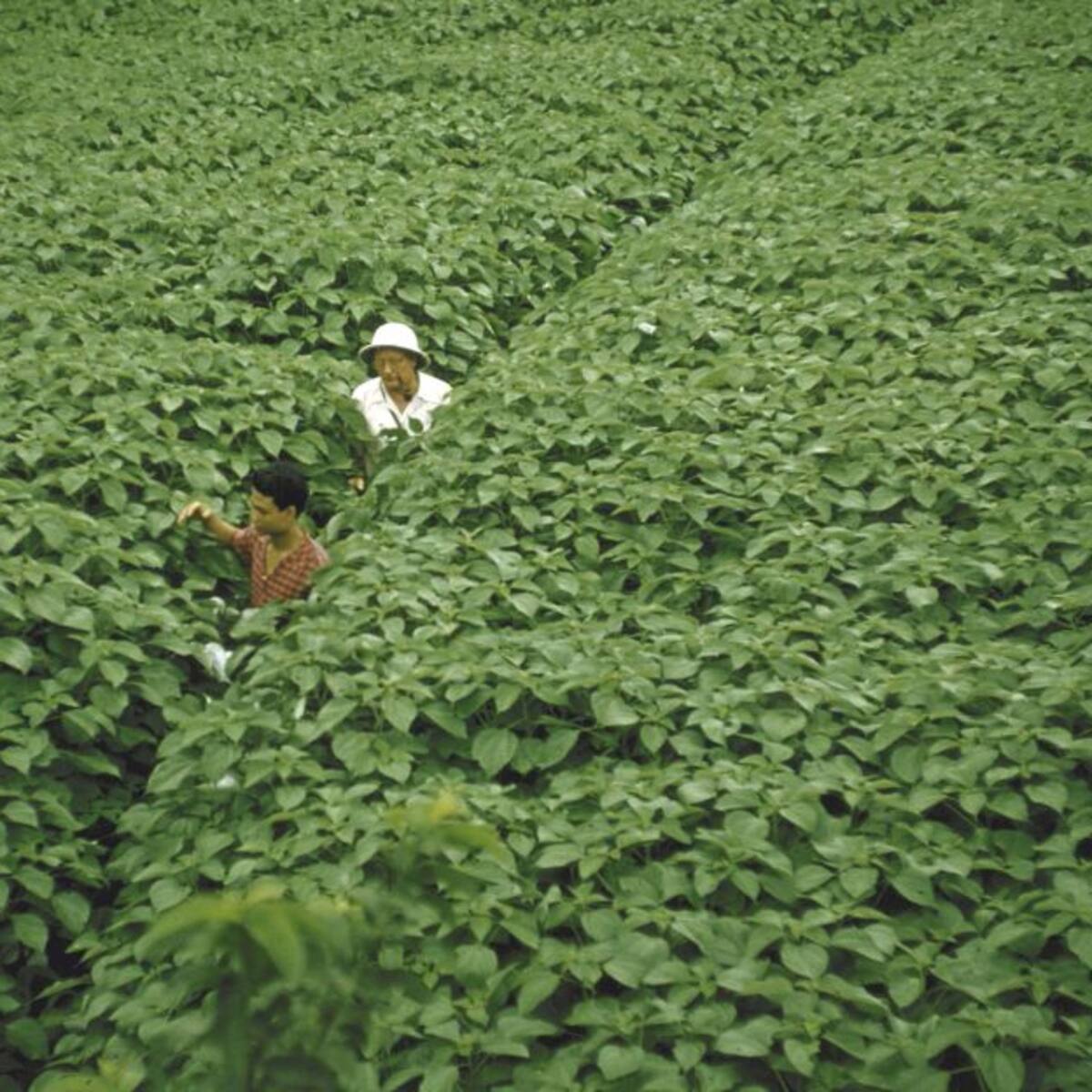 La seguridad alimentaria, de la mano de los ingenieros agrónomos