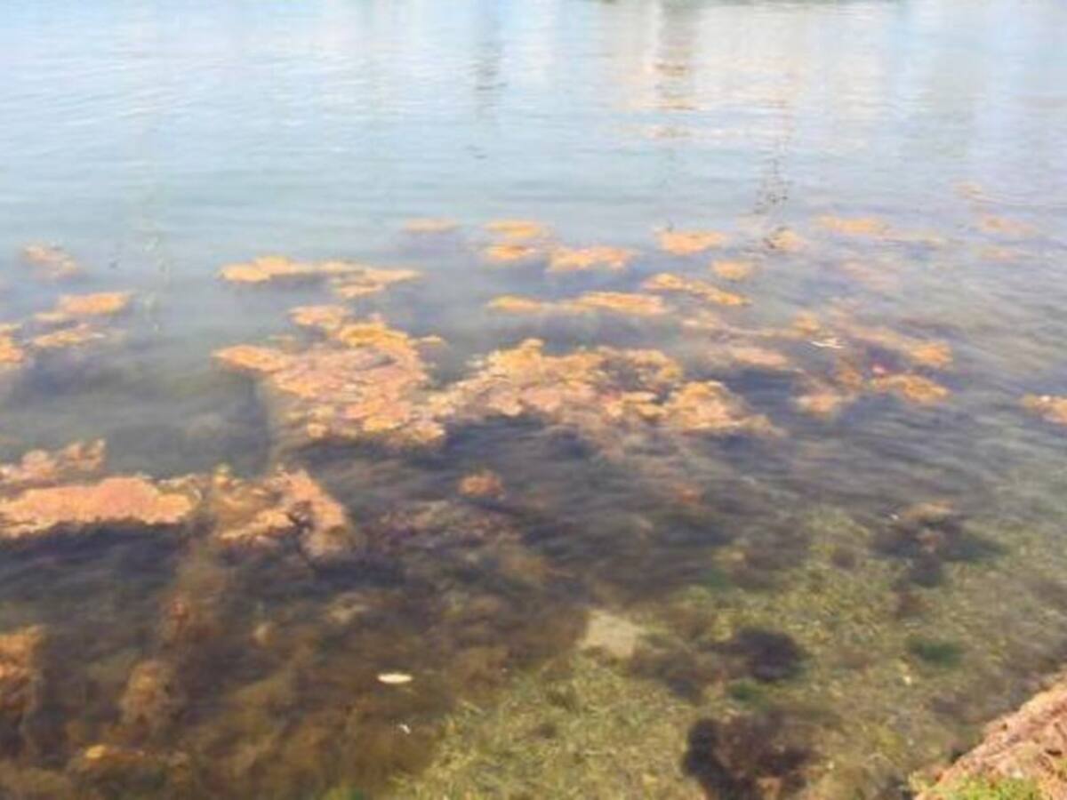 Manchas en la Bahía de Manga son algas pardas: Capitanía de Puerto