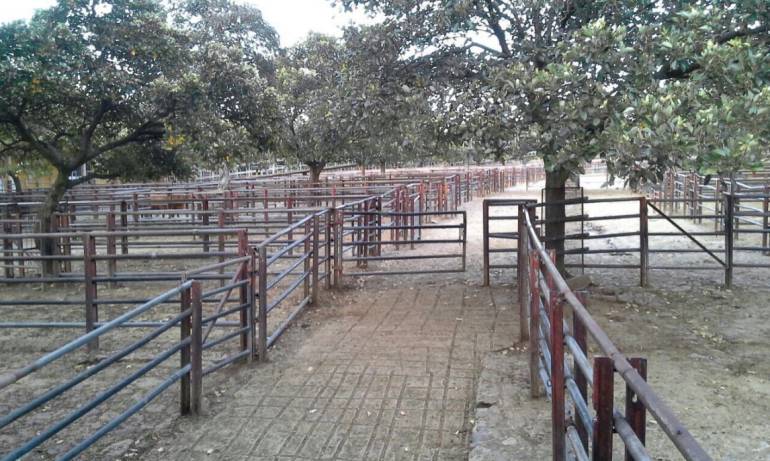 Así está la Feria de Ganado de Medellín por el paro camionero 