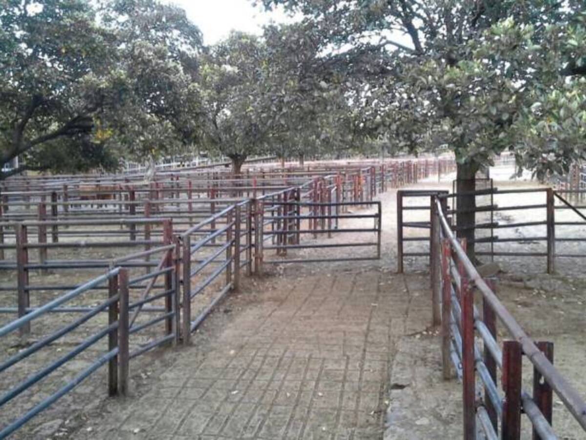 En 95% cayó el ingreso a la Feria de Ganado de Medellín por paro camionero