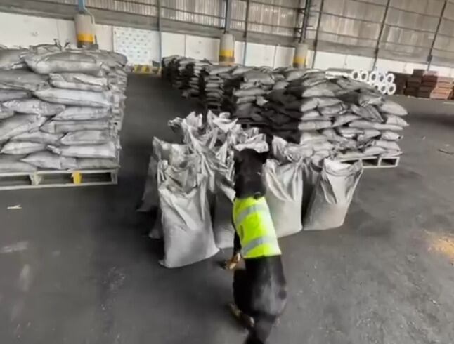 Gracias a la pericia del inspector de carga y al apoyo del binomio canino, se logró descubrir el estupefaciente que pretendía salir del país con destino a un país europeo.