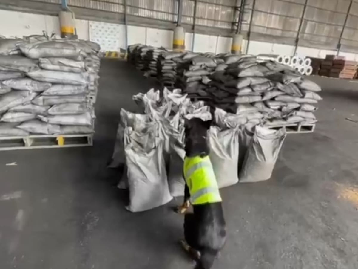 En puerto de Buenaventura incautan cerca de 600 kilos de cocaína ocultos en carbón de exportación