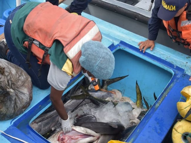 Capturados 3 hombres que realizaban pesca ilegal cerca de Malpelo