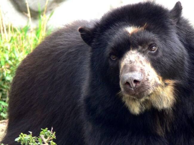 El Valle del Cauca protege el oso andino u osos de anteojos