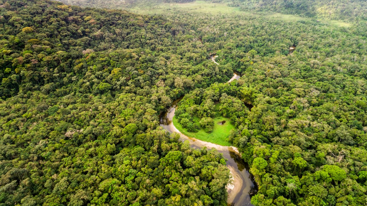 Comunidades de 11 proyectos REDD+ conservan 1’400.000 hectáreas de bosque en Colombia