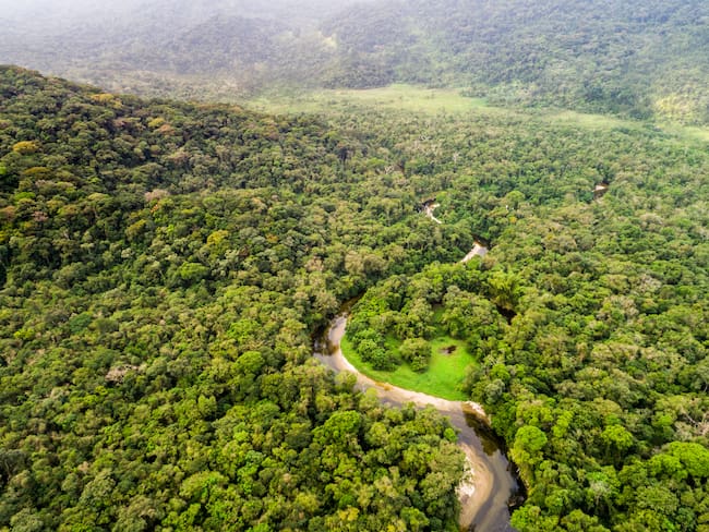 Comunidades de 11 proyectos REDD+ conservan 1’400.000 hectáreas de bosque en Colombia