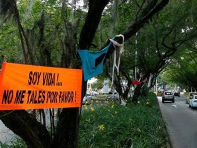 Tribunal superior de Antioquia ordena suspender tala en el túnel verde