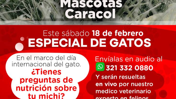MASCOTAS CARACOL COMPLETO 18 FEBRERO