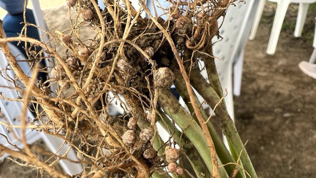 Reconversión en cultivos de caña de azúcar impulsa Cenicaña