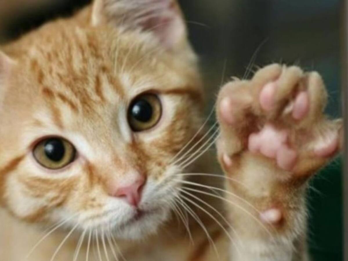 Animales no son foco de contagio del Covid-19: Ministerio de Salud