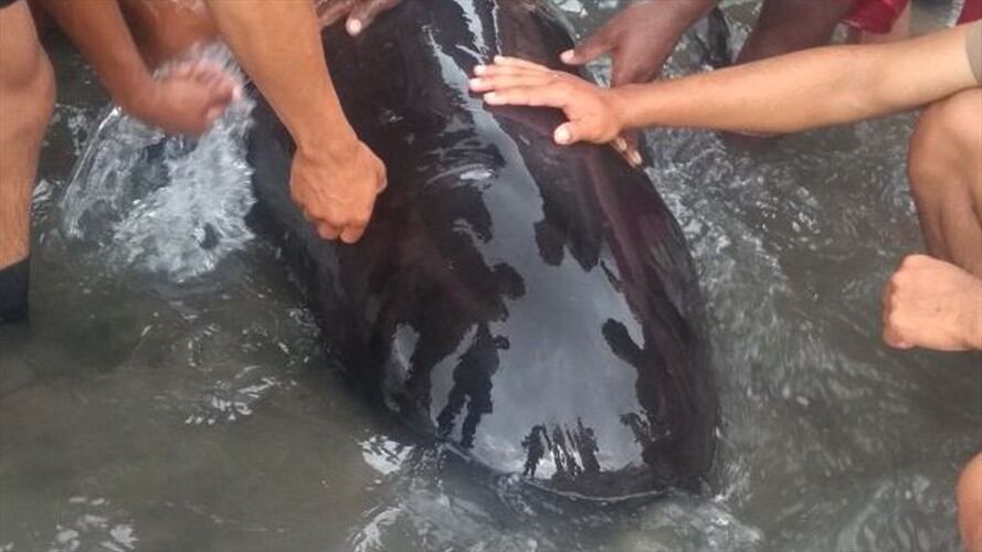 Rescatan a un ballenato que encalló en una playa de Buenaventura. Foto: Armada Nacional
