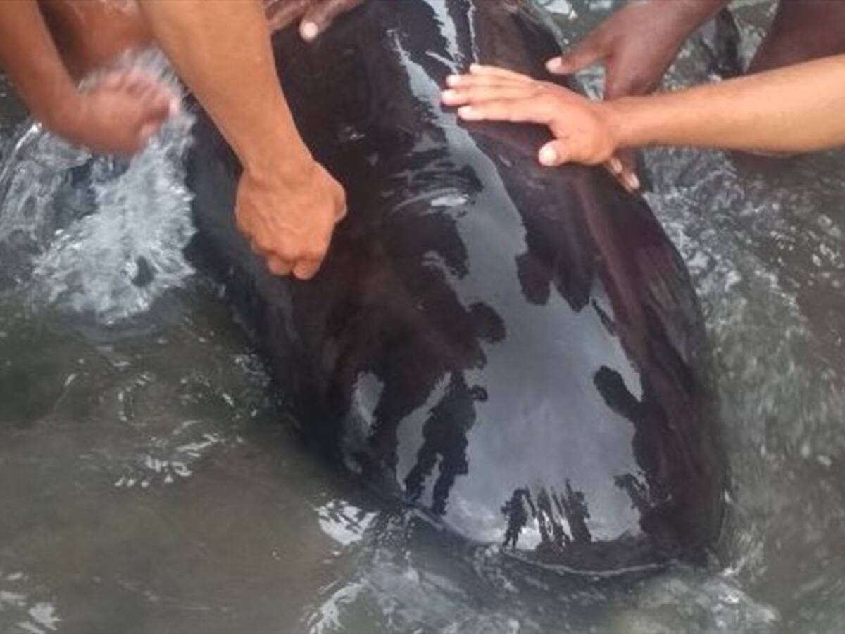 Rescatan a un ballenato que encalló en una playa de Buenaventura