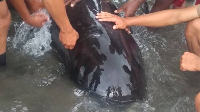 Rescatan a un ballenato que encalló en una playa de Buenaventura. Foto: Armada Nacional