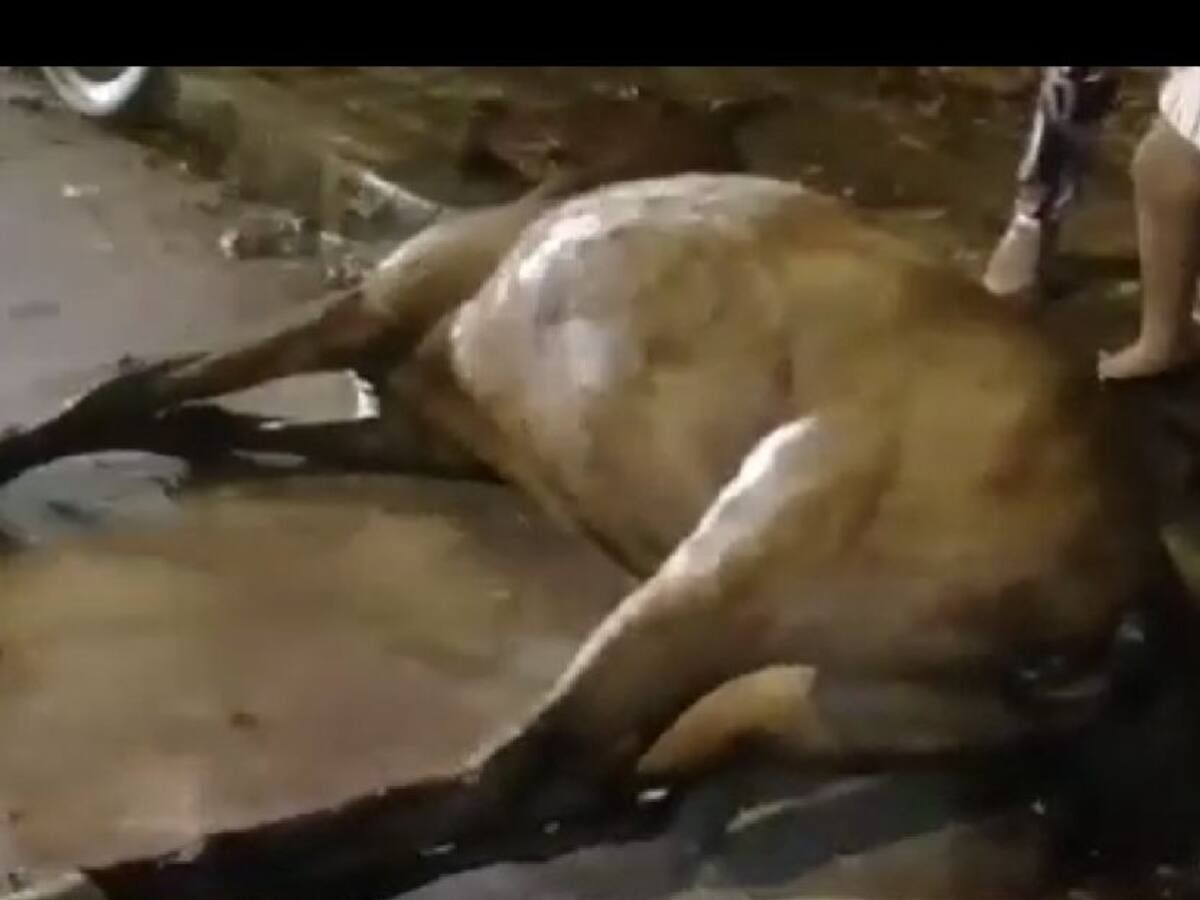 Yegua muere tratando de dar a luz en plena calle en Tuluá