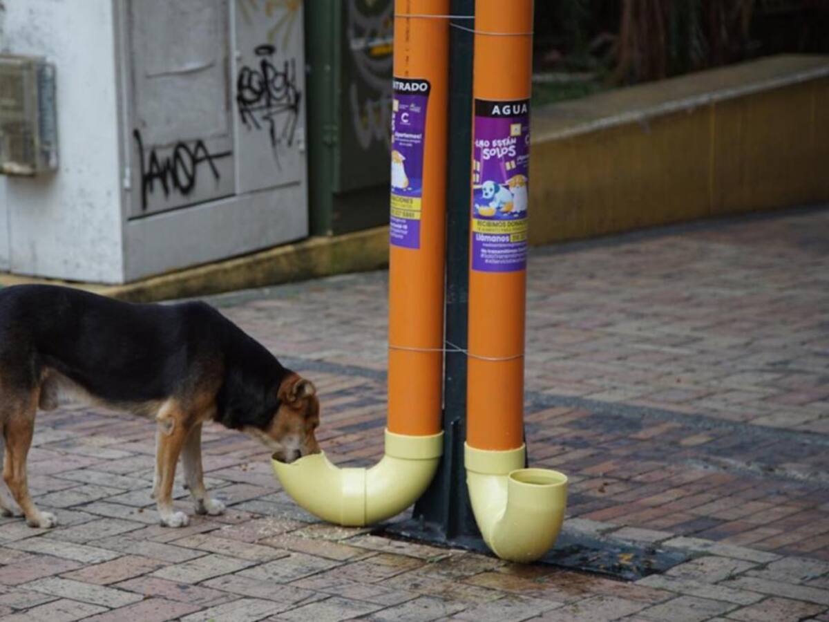 No están solos, comedores y bebederos para perritos en Villavicencio
