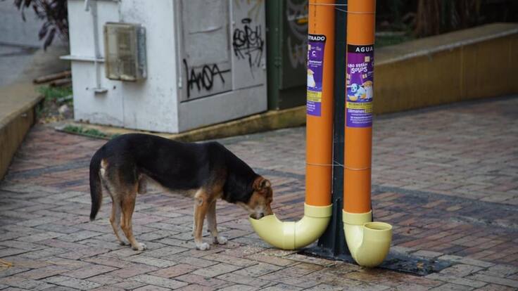 No están solos, comedores y bebederos para perritos en Villavicencio
