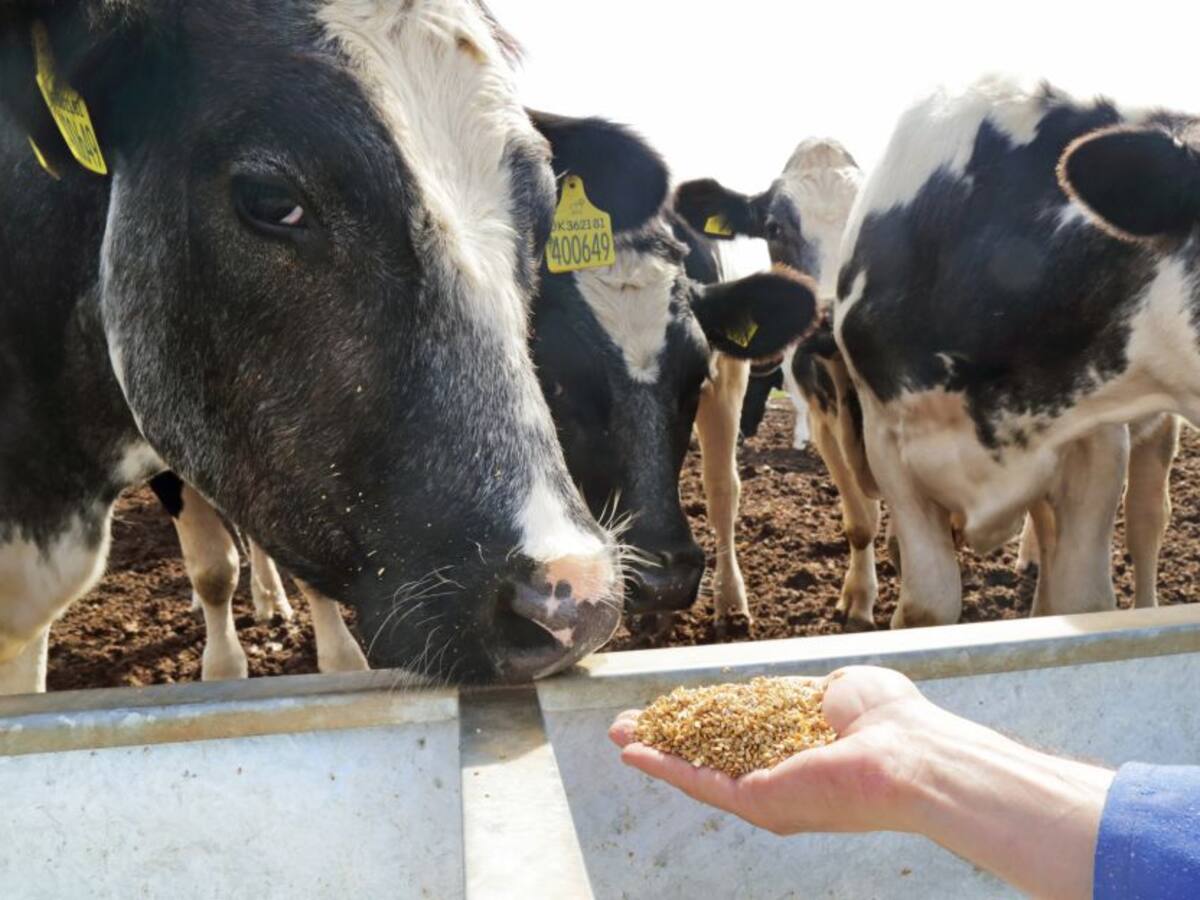 El 23 de junio vuelve la Feria Ganadera de Córdoba