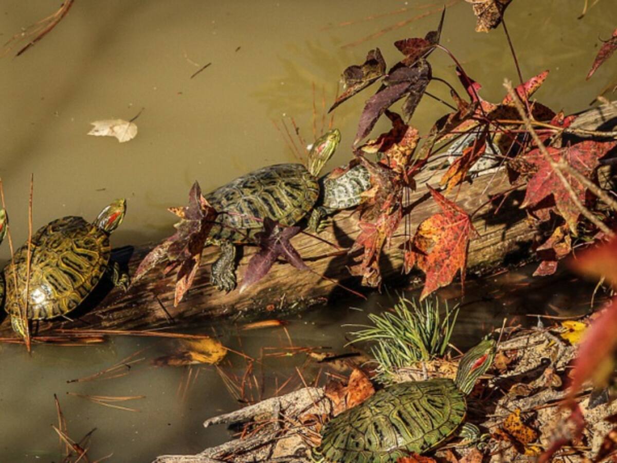 Aumentan operativos contra el tráfico de Hicoteas en Semana Santa