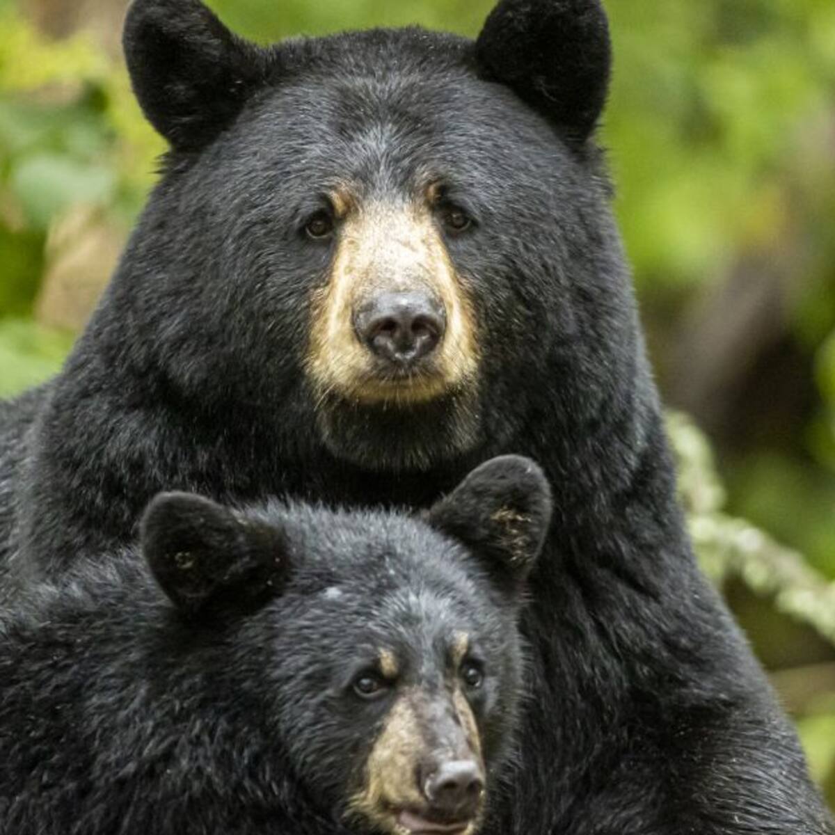 VIDEO: El tierno juego de un oso bebé en el Parque Natural Chingaza