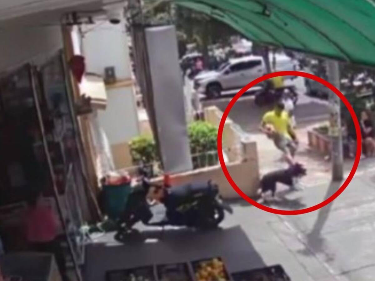 VIDEO: fuerte rechazo por maltrato a un perro en Bucaramanga, el agresor se disculpó