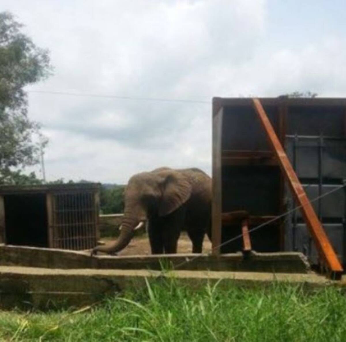 En su último día en el predio del antiguo zoológico Matecaña y tras varios meses de adaptación al guacal, Zimbawe comió pasto, zanahoria, sandía y hasta torta.