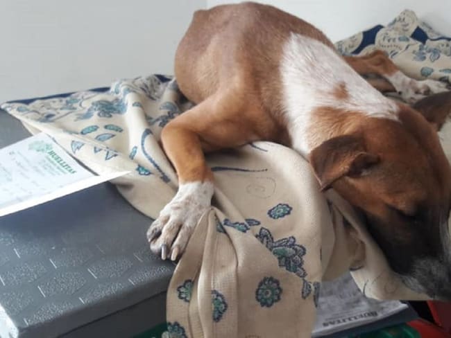 Supuesto abuso sexual de una perra en Yumbo entristece a la comunidad