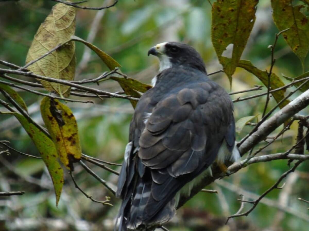 Gavilán regresa a su hábitat natural en el Huila