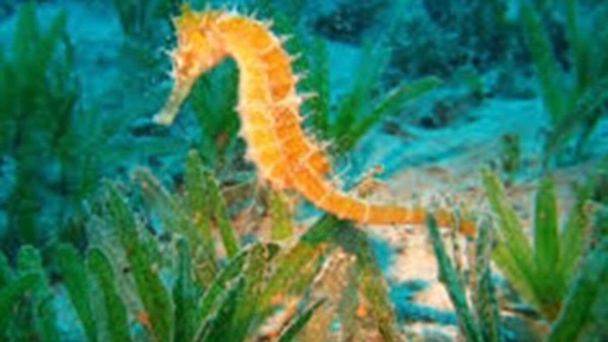 Por qué los caballitos de mar nadan tan mal