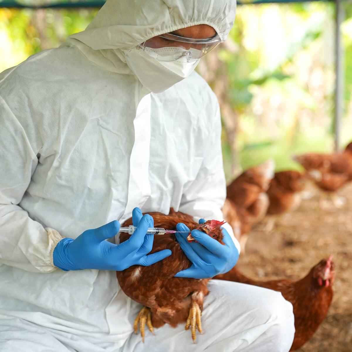 EE.UU. estaría considerando vacunar a los pollos contra la gripe aviar