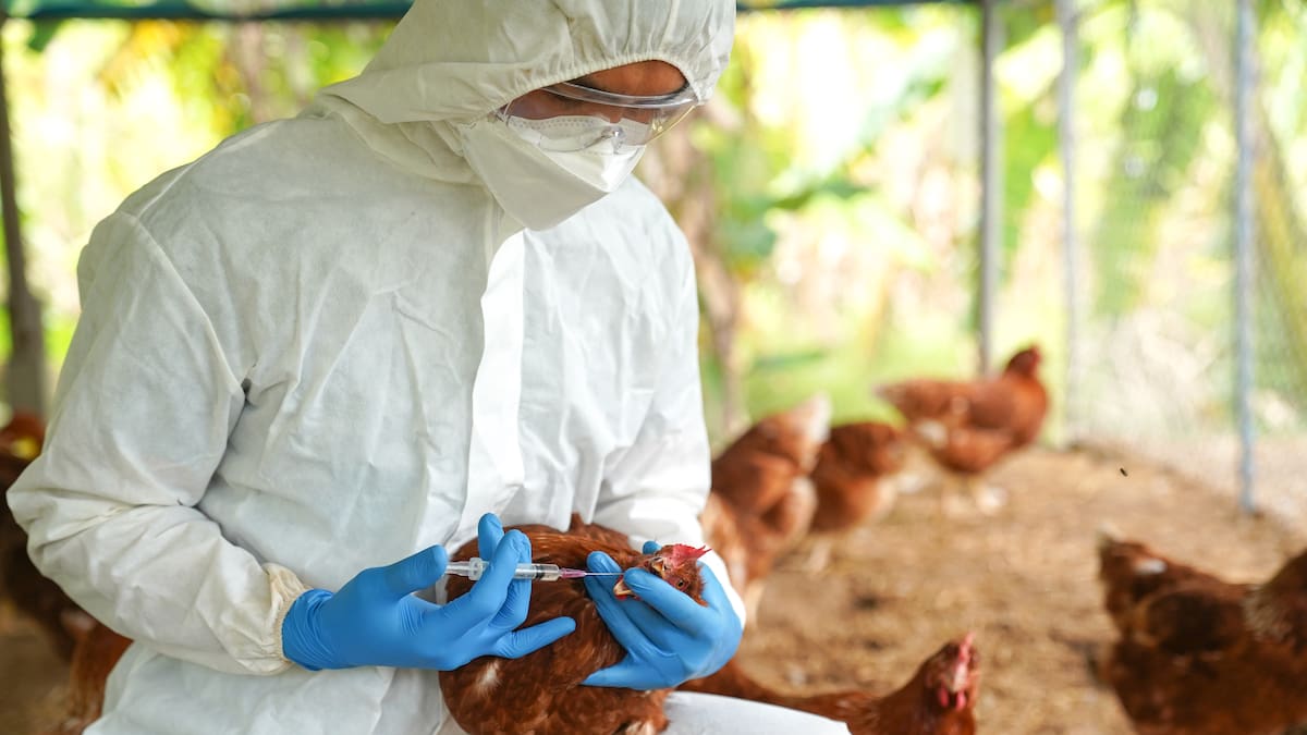 Brasil confirma que está libre de gripe aviar tras concluir período de cuarentena sanitaria