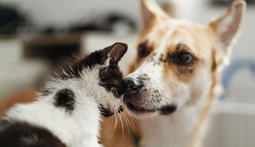 Imagen de referencia