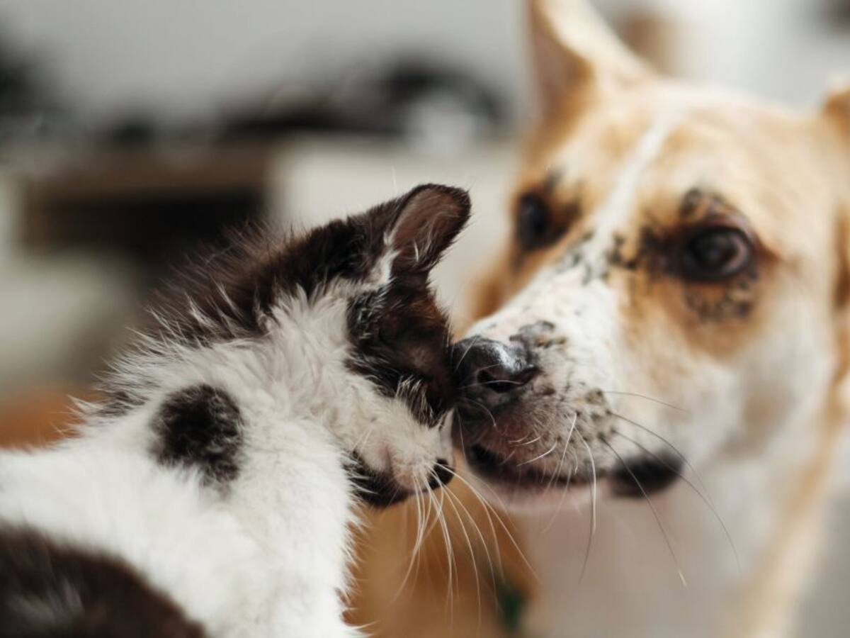 Esterilización mascotas: Cómo inscribirse al programa para noviembre