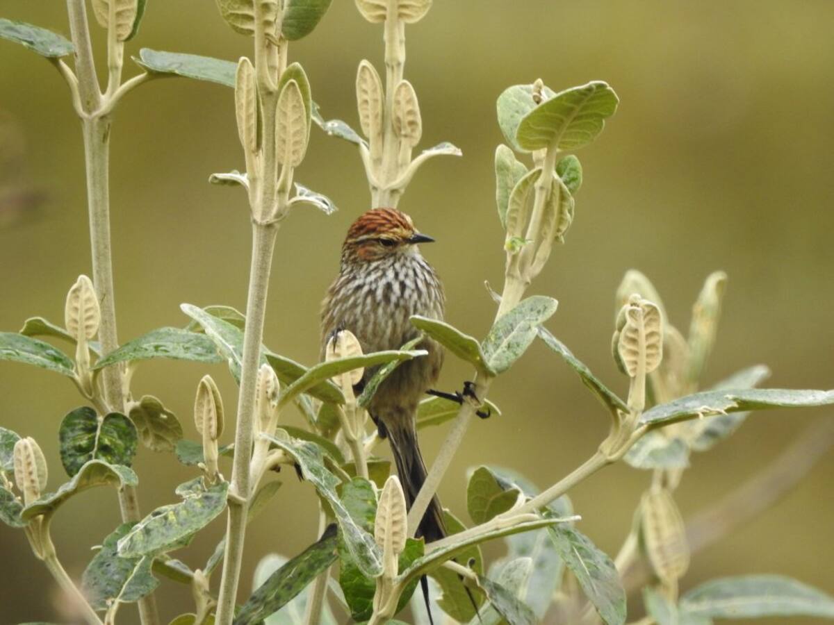 El canastero (Asthenes fuliginosa) es un ave nativa de varios países andinos de Sudamérica. EXPEDICIÓN PÁRAMO la registró en el páramo del Almorzadero, ubicado entre los Santanderes.