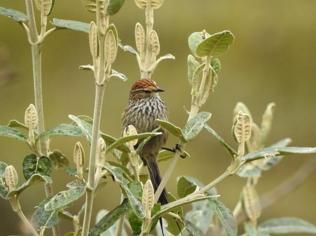 El canastero (Asthenes fuliginosa) es un ave nativa de varios países andinos de Sudamérica. EXPEDICIÓN PÁRAMO la registró en el páramo del Almorzadero, ubicado entre los Santanderes.
