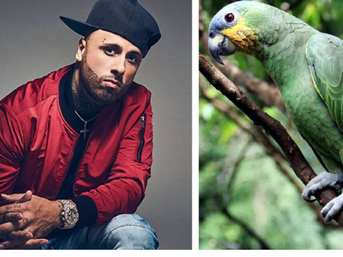¿No le gusta el reguetón? Loro se niega a cantarlo