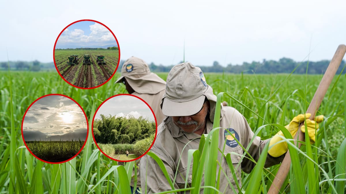 Sindicatos cañeros, paneleros y palmeros insisten en movilización nacional por crisis del etanol
