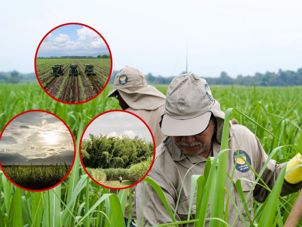 Sindicatos cañeros, paneleros y palmeros insisten en movilización nacional por crisis del etanol