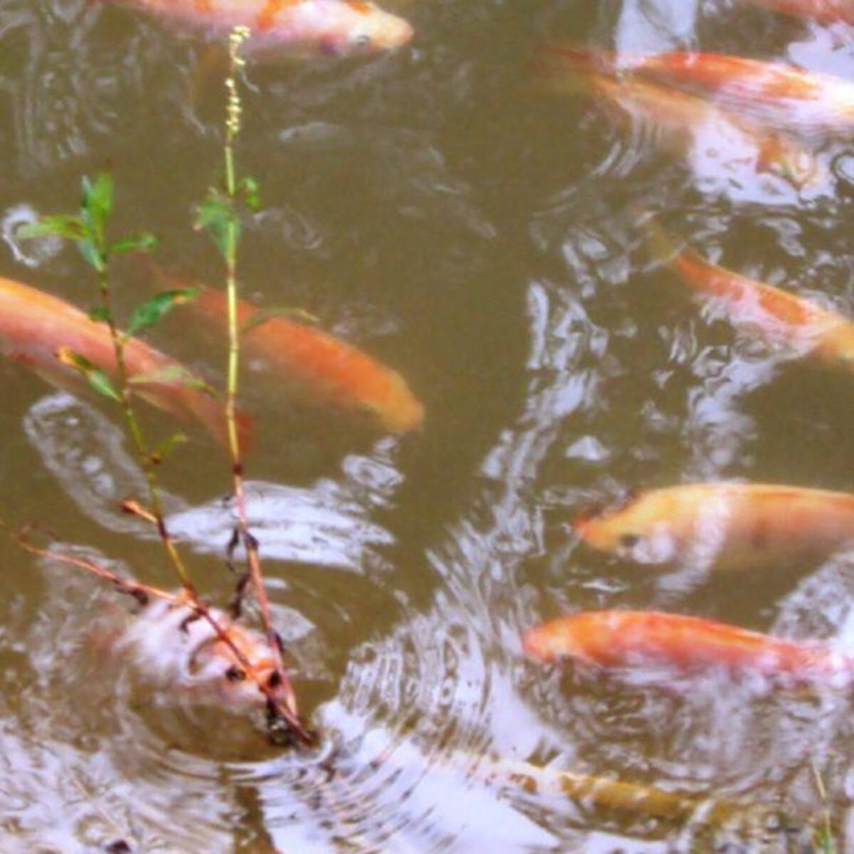 Escasez de pescado en el Huila a pocos días de Semana Santa