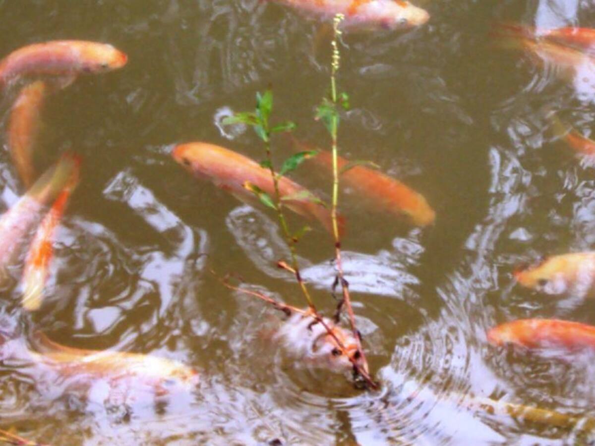 Escasez de pescado en el Huila a pocos días de Semana Santa