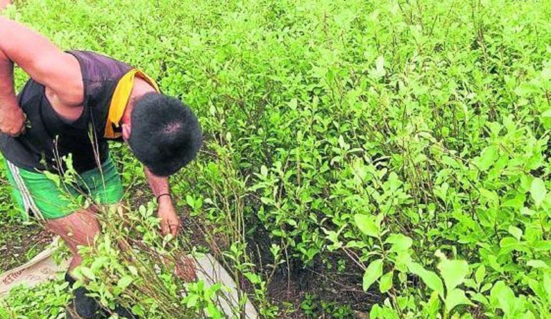Cultivadores de hoja de Coca