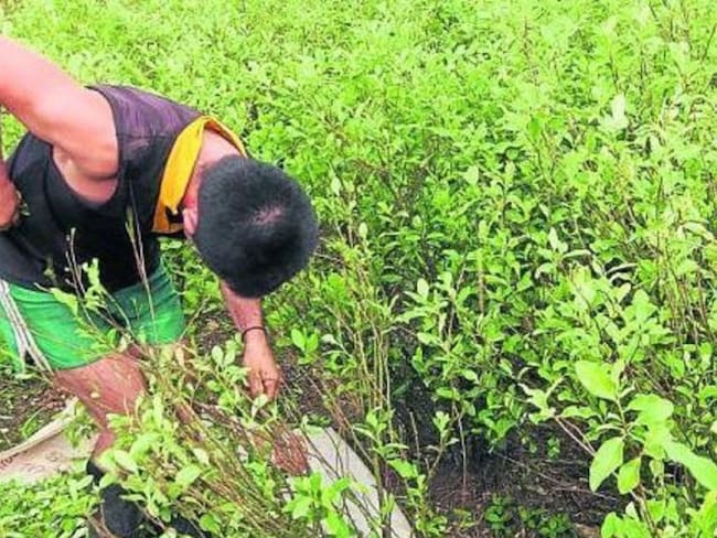 Cultivadores de hoja de Coca