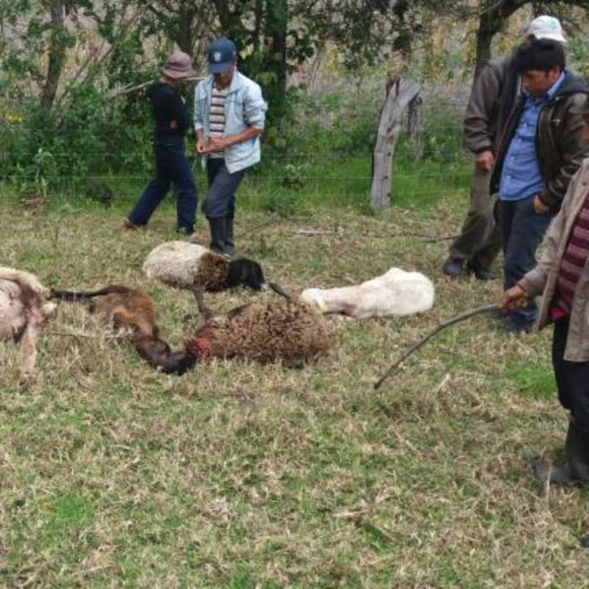 Atacó de nuevo el 'Chupacabras’ en Caldas, Boyacá
