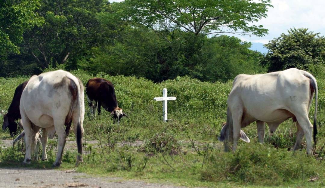 Ganado bovino colombiano. Foto: Colprensa. 
