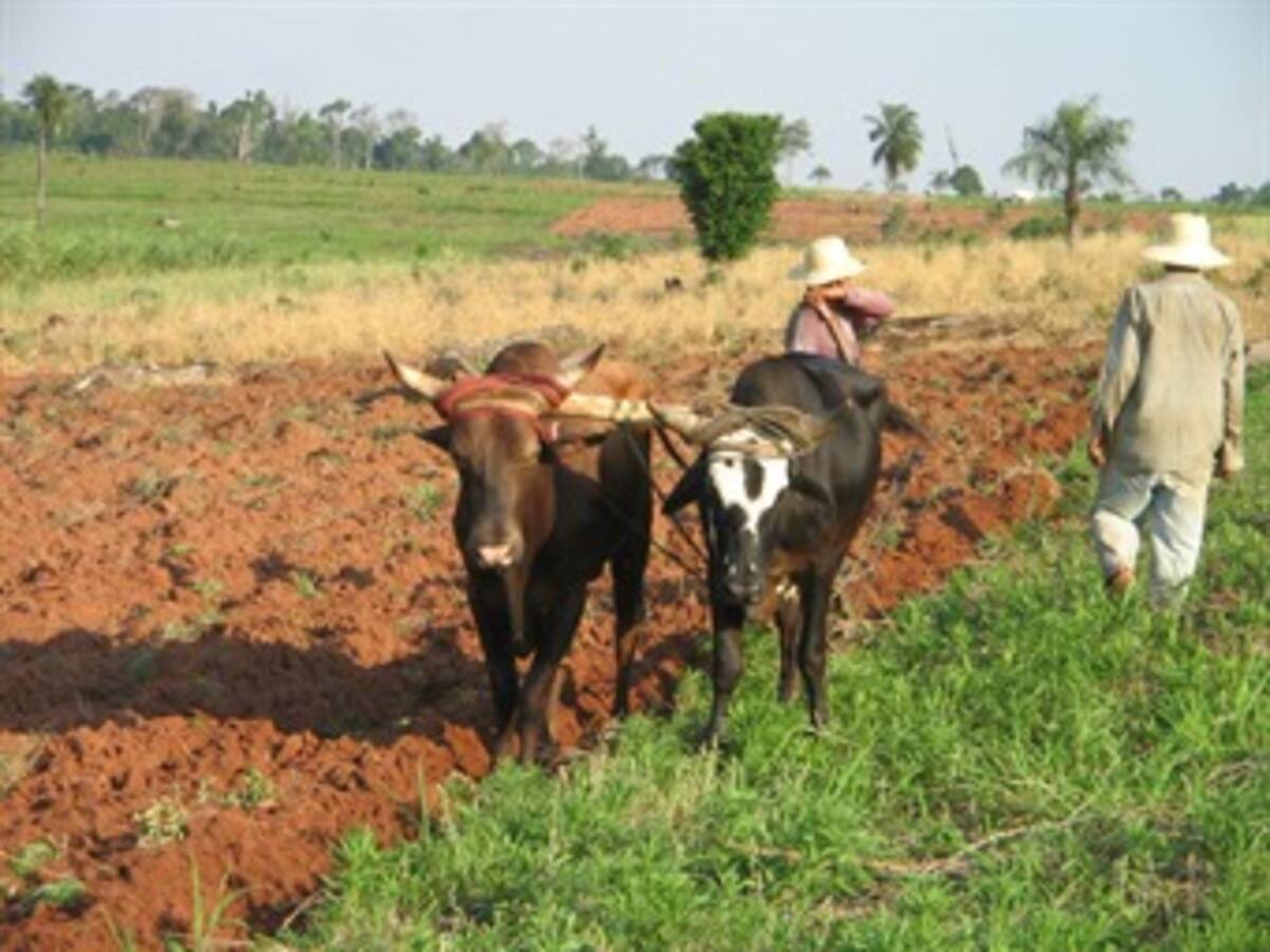 Ante amenaza de racionamiento el sector agropecuario también deber ahorrar, ordena el gobierno