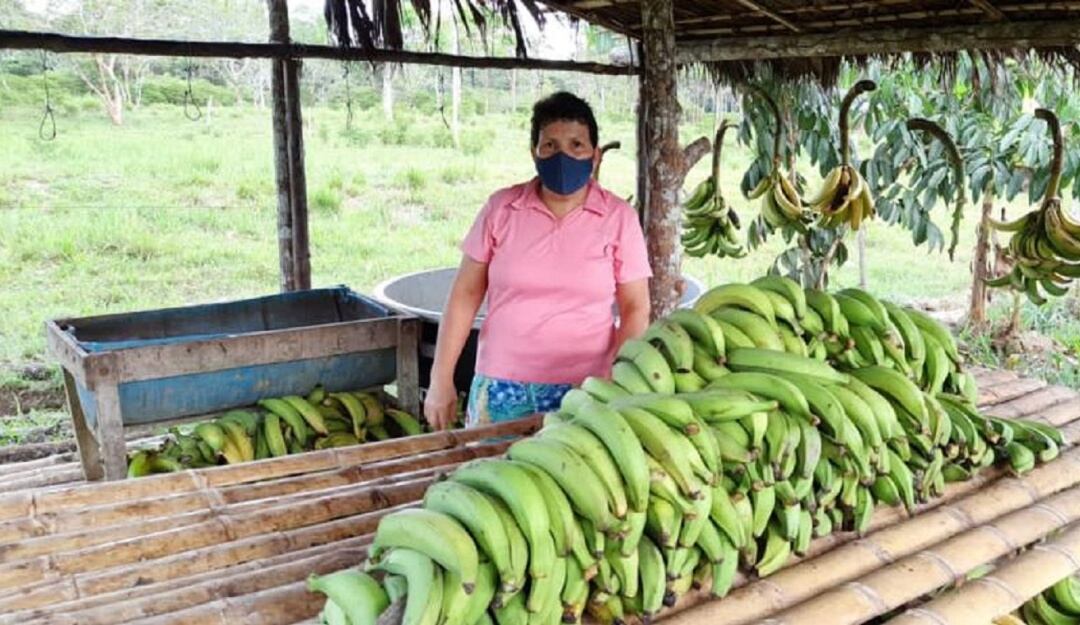 Producción de plátanos en Caquetá